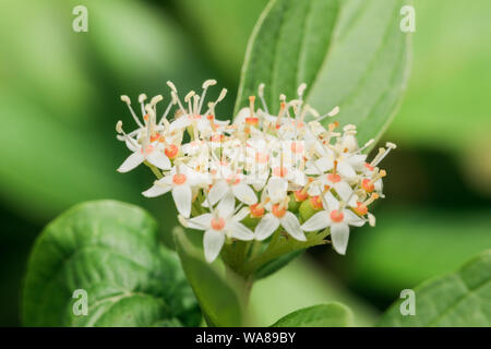 Un gros plan du groupe des fleurs Banque D'Images