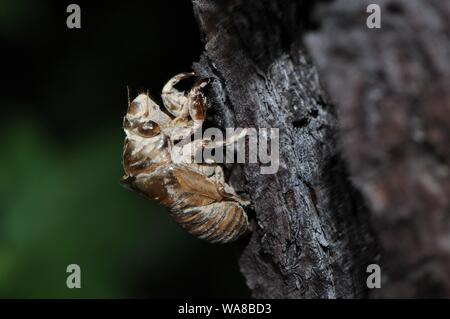 Cigale shell sur un arbre. Banque D'Images