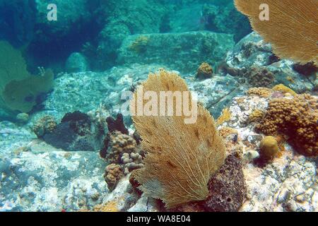 De beaux exemples de brun / brun roux mer commune fans (Gorgonia flabellum), Little Bay, Anguilla, BWI. Banque D'Images