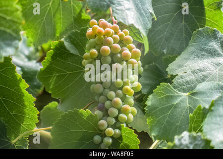 Les raisins de la Californie sauvage poussant sur une vigne. Banque D'Images