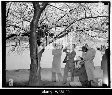 Arbre généalogique caméraman Cherry Blossom Queen. Washington, D.C., le 28 mars. ; Peggy Townsend, jolie Miss Washington qui sera couronnée reine de la floraison des cerisiers à cérémonies appropriées le vendredi, a été planté par les photographes comme elle est arrivée pour obtenir un aperçu des belles fleurs à Potomac Park aujourd'hui. 3- 28-39 Banque D'Images