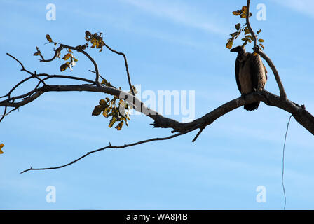 Vautour africain assis sur un arbre, luangwa national park, Zambie. Banque D'Images