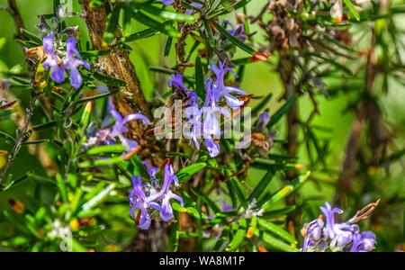 Gros plan d'une abeille pollinisant sur des fleurs cardinales violettes Banque D'Images