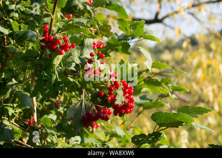 Viburnum opulus guelder-rose ou rose guelder red berries on twig Banque D'Images