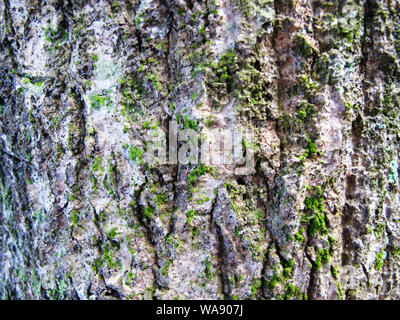 La texture de l'écorce de l'arbre de mangue Banque D'Images