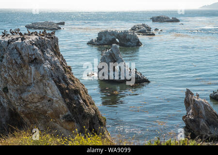 Les rochers et les Arches dans l'océan. Grand groupe de pélicans bruns et de cormorans. Vue de Margo Dodd Park Beach, Californie Banque D'Images