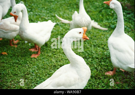 Groupe d'oies blanches sur la marche de l'herbe verte Banque D'Images