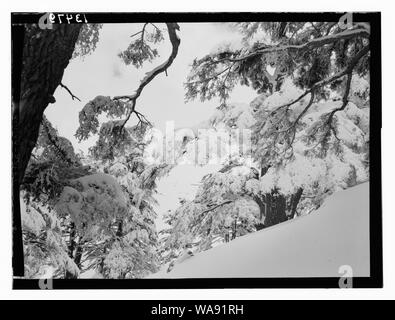 Parmi les cèdres, Cedar Grove Banque D'Images