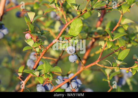 Maturation des bleuets sur le bush. Arbuste de bleuets. Baies de plus en plus dans le jardin. Close-up de bush, blueberry Vaccinium corymbosum. Banque D'Images