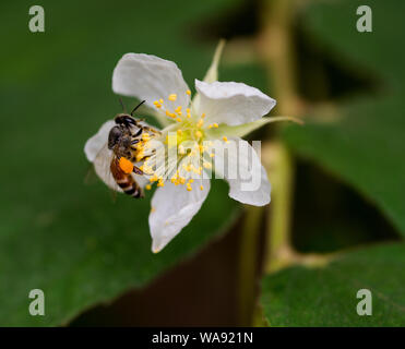 Une abeille nectar sucer dans une fleur rose Evergreen fleuri Banque D'Images