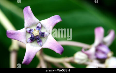 T'est un gros arbuste de plus en plus 4 m (13 pi) de hauteur. Il a des grappes de fleurs cireuses qui sont soit blanc ou de couleur lavande. Chaque fleur est constituée de f Banque D'Images