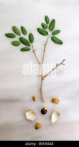 Mise à plat Vertical vert de feuilles et branches des longanes organiser dans la forme d'un petit arbre, avec les semences et fruits skins ressemblant à la racine. Banque D'Images