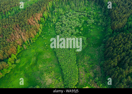 Vue aérienne de la forêt vert paysage bois sous le soleil de soirée de printemps. Vue de dessus de la belle nature de l'attitude européenne élevée en été. Drone Vie Banque D'Images