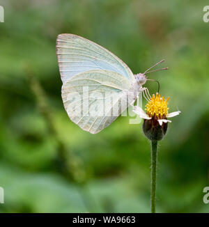 Papillon blanc sur bois à l'état sauvage daisy commun Banque D'Images