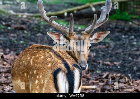 Chevreuil, Capreolus capreolus vit principalement en Allemagne et en France Banque D'Images