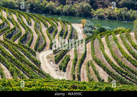 Les vignes qui poussent sur les rives de la rivière Douro dans le Tras-os-Montes e Alto Douro région entre Freixo de Espada à Cinta et Barca de Alva dans No Banque D'Images