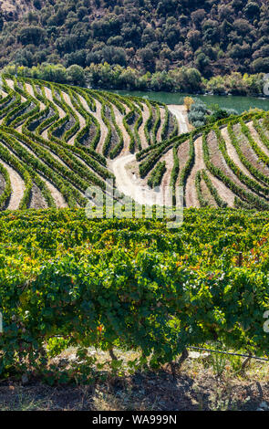 Les vignes qui poussent sur les rives de la rivière Douro dans le Tras-os-Montes e Alto Douro région entre Freixo de Espada à Cinta et Barca de Alva dans No Banque D'Images