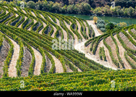 Les vignes qui poussent sur les rives de la rivière Douro dans le Tras-os-Montes e Alto Douro région entre Freixo de Espada à Cinta et Barca de Alva dans No Banque D'Images