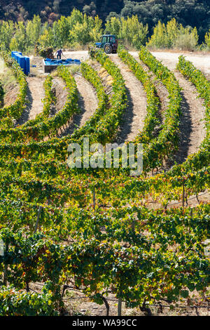 Les vignes qui poussent sur les rives de la rivière Douro dans le Tras-os-Montes e Alto Douro région entre Freixo de Espada à Cinta et Barca de Alva dans No Banque D'Images