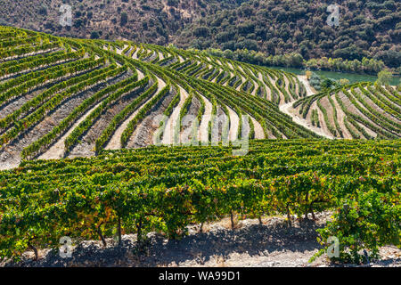 Les vignes qui poussent sur les rives de la rivière Douro dans le Tras-os-Montes e Alto Douro région entre Freixo de Espada à Cinta et Barca de Alva dans No Banque D'Images