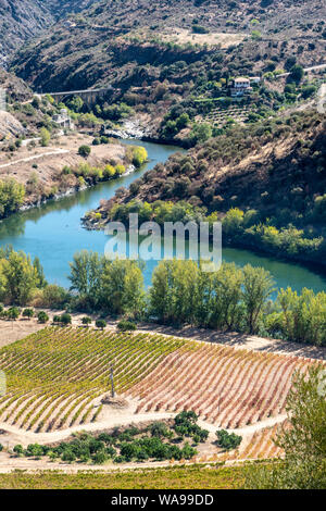 Les vignes qui poussent sur les rives de la rivière Douro dans le Tras-os-Montes e Alto Douro région entre Freixo de Espada à Cinta et Barca de Alva dans No Banque D'Images