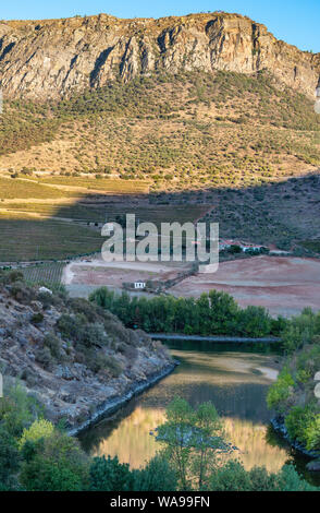 Les vignes qui poussent sur les rives de la rivière Douro dans le Tras-os-Montes e Alto Douro région entre Freixo de Espada à Cinta et Barca de Alva dans No Banque D'Images