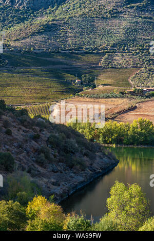 Les vignes qui poussent sur les rives de la rivière Douro dans le Tras-os-Montes e Alto Douro région entre Freixo de Espada à Cinta et Barca de Alva dans No Banque D'Images