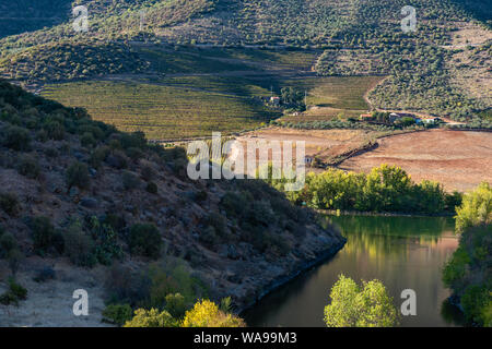 Les vignes qui poussent sur les rives de la rivière Douro dans le Tras-os-Montes e Alto Douro région entre Freixo de Espada à Cinta et Barca de Alva dans No Banque D'Images