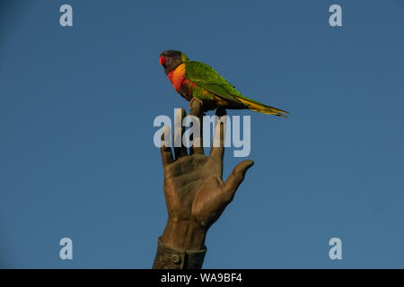 Un oiseau sur la main. Un oiseau indigène australienne la Lorikeet se trouve perché sur les doigts d'une statue à Melbourne en Australie. Banque D'Images