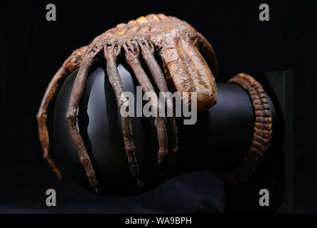 De 0001 sous embargo mardi 20 août un facehugger 'effets spéciaux' dans le film Alien 1979 (estimation ? ?50-70,000), au cours d'un essai de la prochaine vente aux enchères des souvenirs de cinéma et de télévision à la prop Store siège social près de Rickmansworth. Banque D'Images