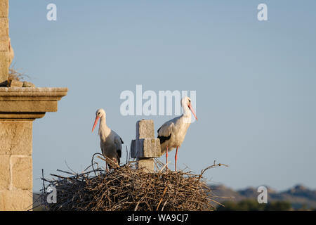Cigogne Blanche (Ciconia ciconia) paire au nid. Valencia de Alcantara. L'Estrémadure. L'Espagne. Banque D'Images