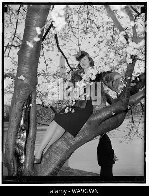 Cherry Blossom Queen. Washington, D.C., le 28 mars. Jolie Peggy Townsend, qui sera couronnée Reine des cerisiers en fleur au festival qui se tiendra vendredi, choisi un cerisier à obtenir son premier aperçu de la fleurir à Potomac Park. 3-28-39 Banque D'Images