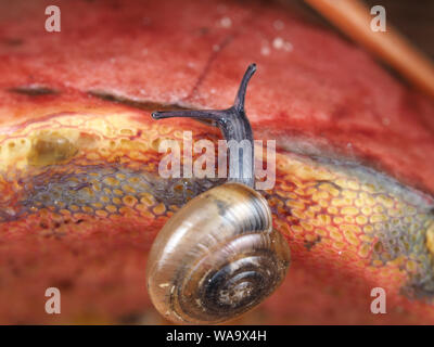 Petit escargot (peut-être espèces de Ventridens) sur le champignon Banque D'Images