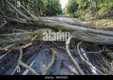 Langen, Allemagne. Août 19, 2019. La chute d'arbres se trouvent sur l'avenue Princess Margaret à l'ouest de la ville. Le soir avant la tempête avait frappé la ville. Crédit : Frank Rumpenhorst/dpa/Alamy Live News Banque D'Images