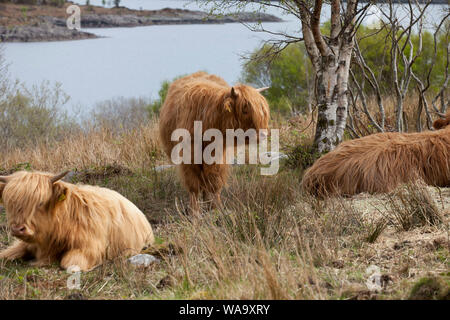 Highland cattle sur le dessus de colline surplombant un lac dans les Highlands écossais en Avril Banque D'Images