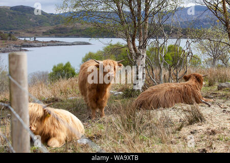 Highland cattle sur le dessus de colline surplombant un lac dans les Highlands écossais en Avril Banque D'Images