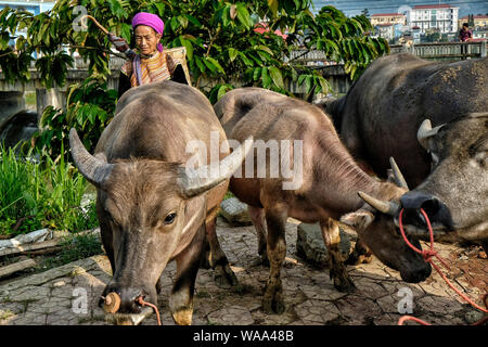 Vietnam - Bac Ha, 26 août 2018 : des personnes non identifiées, l'achat et la vente au marché de Buffalo Dimanche 26 août 2018 à Bac Ha, au Vietnam. Banque D'Images