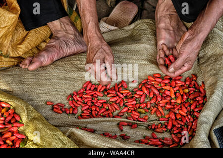 Old man selling vietnamiens des piments à Bac Ha, au Vietnam. Banque D'Images