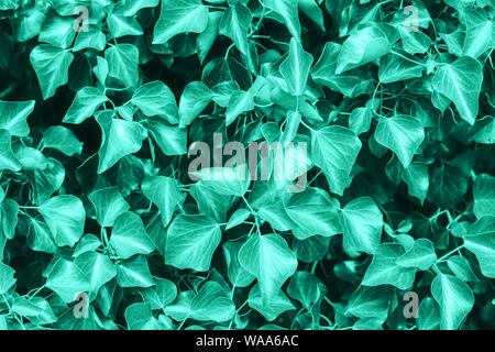 Texture de nombreux frais des feuilles d'une plante tropicale en couleur menthe neo. Contexte tropical naturel. Banque D'Images