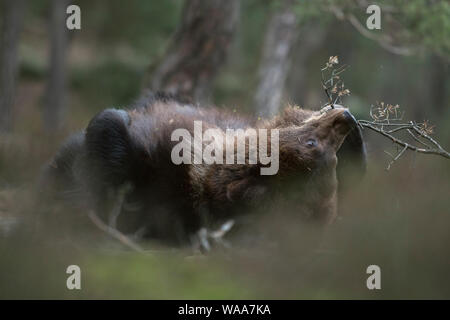 Ours brun européen / Braunbaer ( Ursus arctos ), ludique cub, mensonge, roulant sur le dos dans les sous-bois, un peu mordre sur des rameaux, a l'air mignon et Banque D'Images