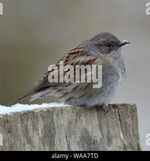 Nid ( Prunella modularis ) , des profils en hiver, jusqu'fluffed plumes, reposant sur un poteau de clôture en bois, de la faune, de l'Europe. Banque D'Images