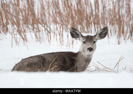 Le cerf mulet / Maultierhirsch ( Odocoileus hemionus ) en hiver, le mensonge, le repos dans la neige, à ruminer, à regarder, Wyoming, USA. Banque D'Images