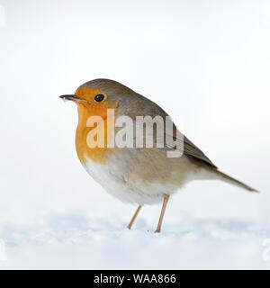 Belle Robin Redbreast / Rotkehlchen ( Erithacus rubecula aux abords ) assis dans la neige au sol, fluffy, plumage d'hiver froid, la faune, l'Europe. Banque D'Images