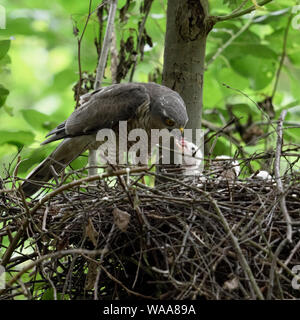 Fauve / Sperber ( Accipiter nisus ), prendre soin, nourrir sa progéniture femelle avec soin, les jeunes oisillons au nid mendier de la nourriture, de la faune, de l'Europe. Banque D'Images