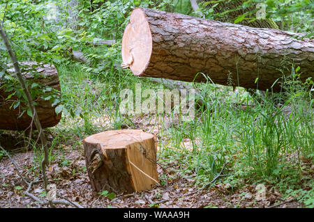 Arbre scié dans la forêt, propre coffre de sciages de Pin Banque D'Images