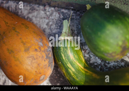 Le vert et l'orange des citrouilles de formes différentes, la bouteille se trouvent dans un tas dans le jardin. Dans un ton sombre. Concept de l'action de grâce Banque D'Images