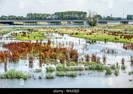 L'oseille rouge et autres types de végétation dans les milieux humides nouvellement créé près de Kampen, Pays-Bas, avec un nouveau pont en béton à l'arrière-plan Banque D'Images