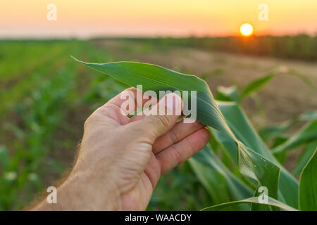 L'examen de l'agriculteur en plants de sorgho field, Close up of male hand touching leaf Banque D'Images