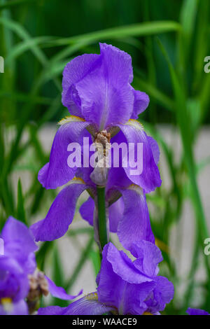 Iris mauve poussant dans un jardin. Photographié en Roumanie en mai Banque D'Images