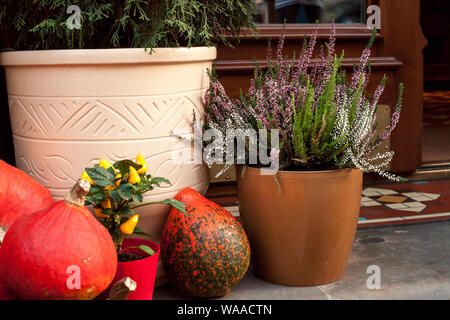 Automne Nature morte avec des citrouilles, des chrysanthèmes et Calluna vulgaris fleurs en pots. Près de la maison de décoration pour le jour d'action de grâce. Conce Halloween automne Banque D'Images